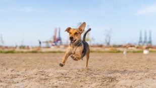 Perro, animales, mascotas