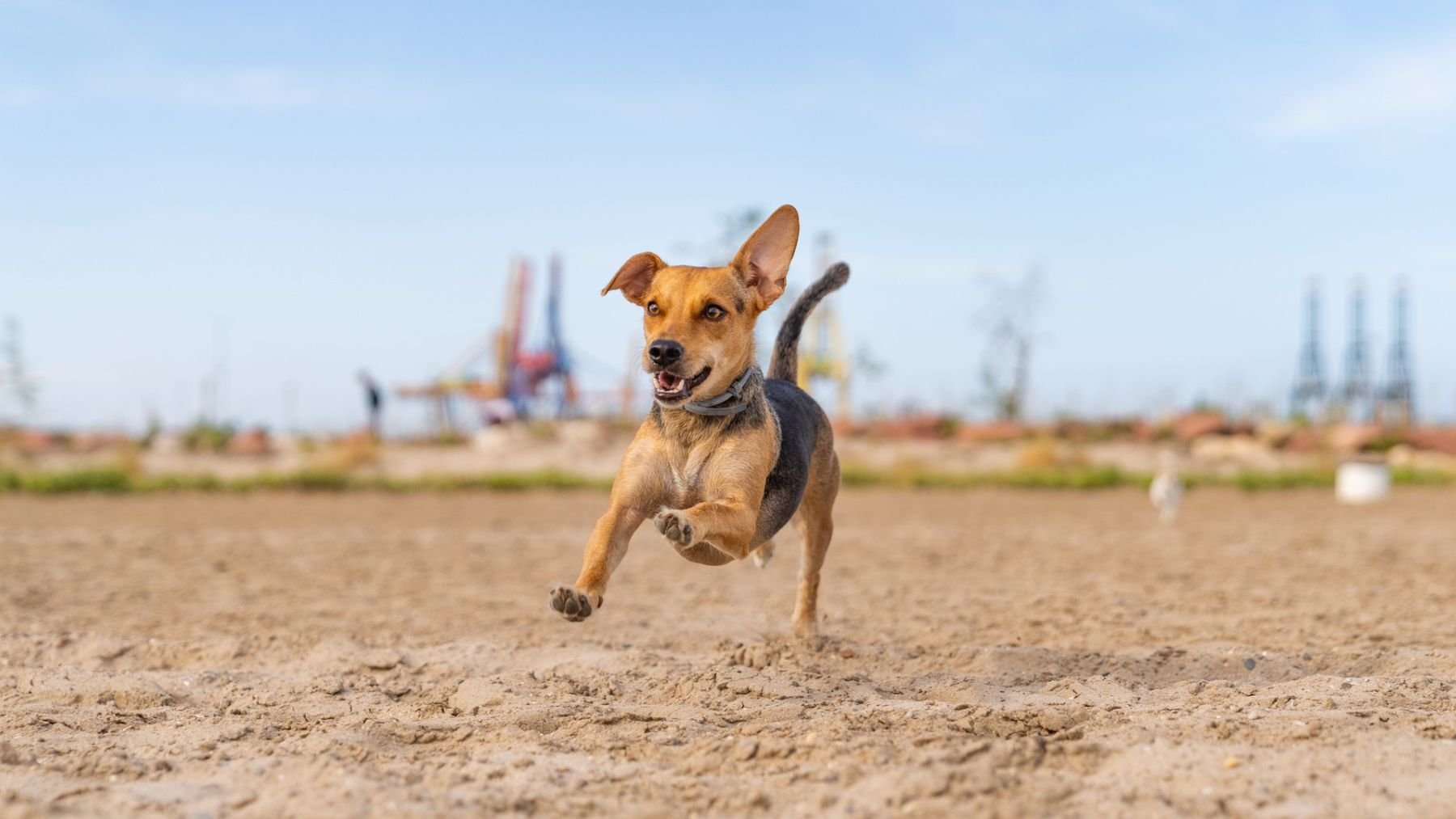 Cuando un perro se pone a correr como loco, no es solo porque quiere jugar: los expertos explican los motivos