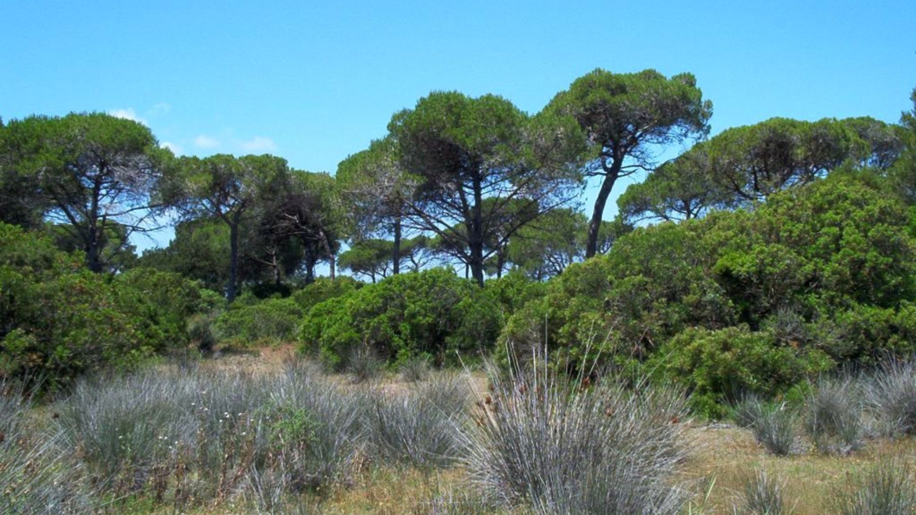 El asombroso eucalipto gaditano de 41 metros de altura y 11 metros de perímetro que casi ningún turista conoce