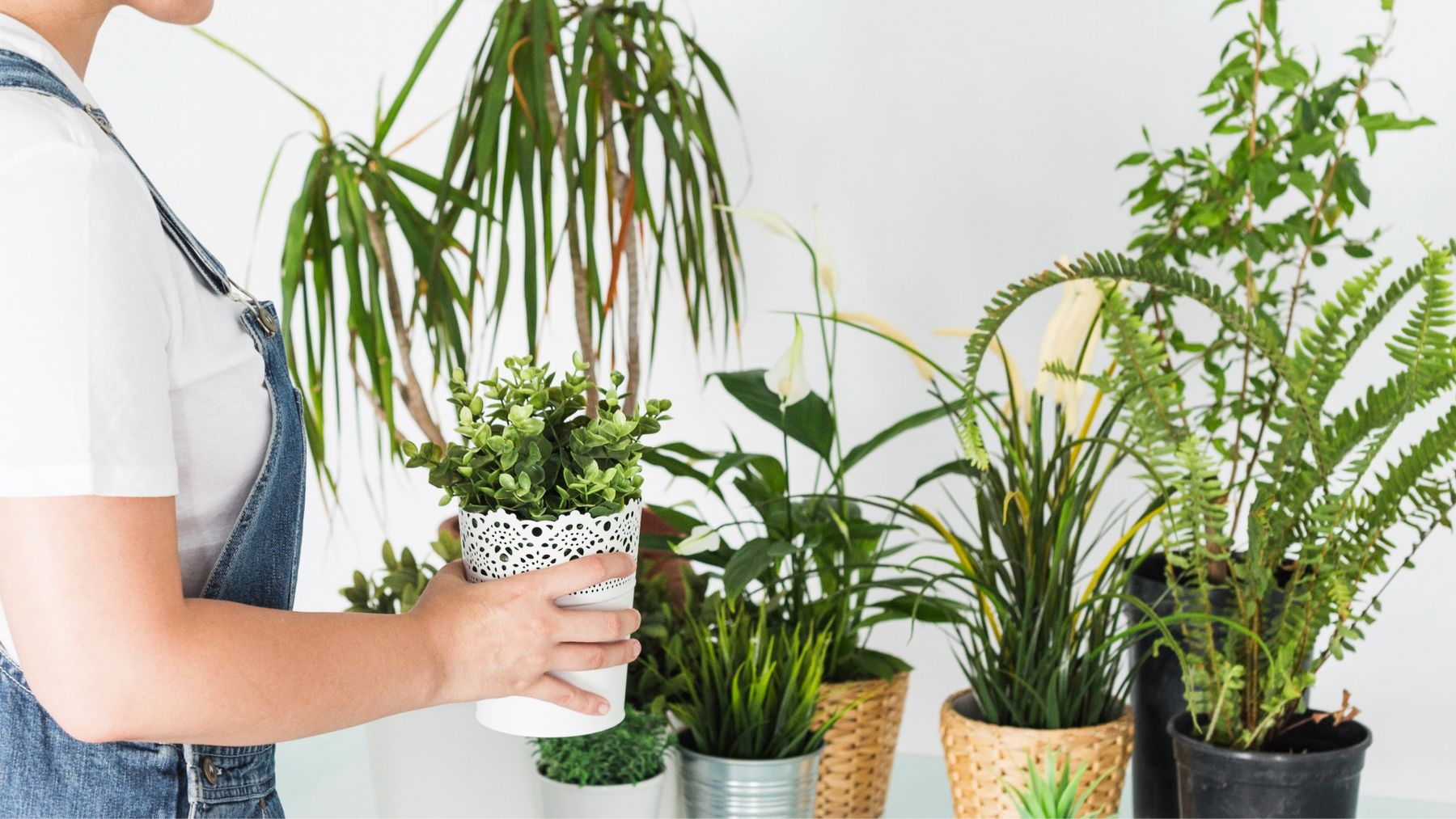 Ni flores ni cactus: la mejor planta que puedes poner en el recibidor de tu casa, según la tradición china