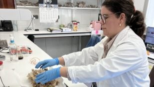 Investigadores del Centro de Investigaciones Científicas y Tecnológicas de Extremadura (CICYTEX) descubren cómo aprovechar un residuo de la lana de oveja. (Foto: CICYTEX)