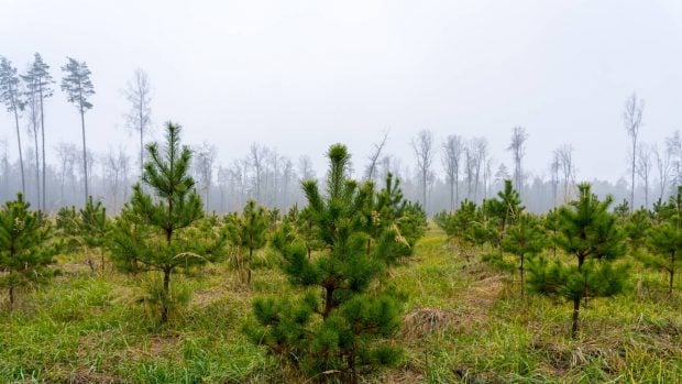 replantación de pinos