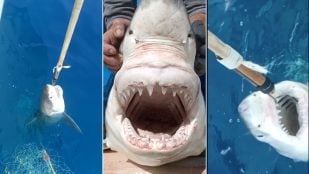 tiburón-blanco-mediterraneo