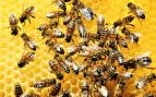 La ciencia descubre químicos en el cerebro de las abejas que predicen su velocidad de aprendizaje. (Foto: Freepik)