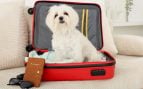 Viajar con tu mascota en la UE