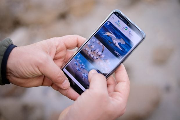 aplicación aves orilladas