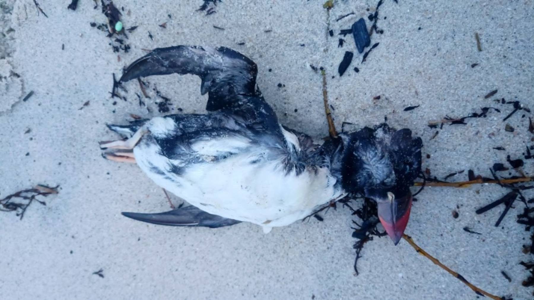 Arao papagaio encontrado en la orilla en la costa. (Foto: Paulo Lago. SEO/BirdLife).