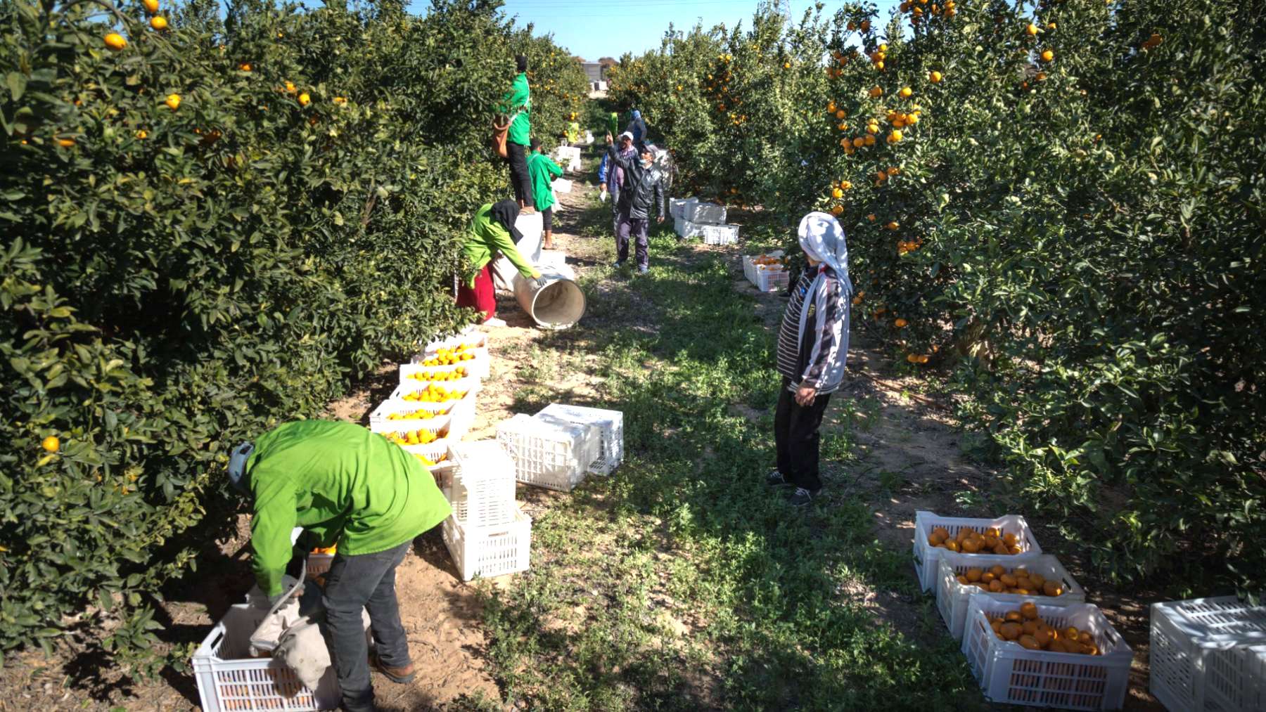 Alerta alimentaria: España permite la entrada de naranjas con 19 pesticidas prohibidos de Egipto
