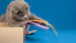 La razón principal por la que tu gato tira objetos al vacío es su instinto de caza. (Foto: Freepik)