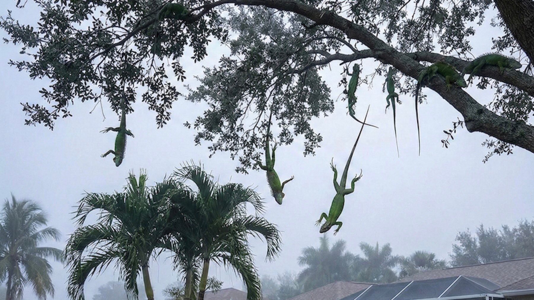 Recreación de unas iguanas cayendo de un árbol.