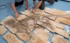Los autores del estudio examinan el fósil del dinosaurio en el Museo Geológico de Anhui en Hefei, China. / © Thierry Hubin