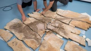 Los autores del estudio examinan el fósil del dinosaurio en el Museo Geológico de Anhui en Hefei, China. / © Thierry Hubin