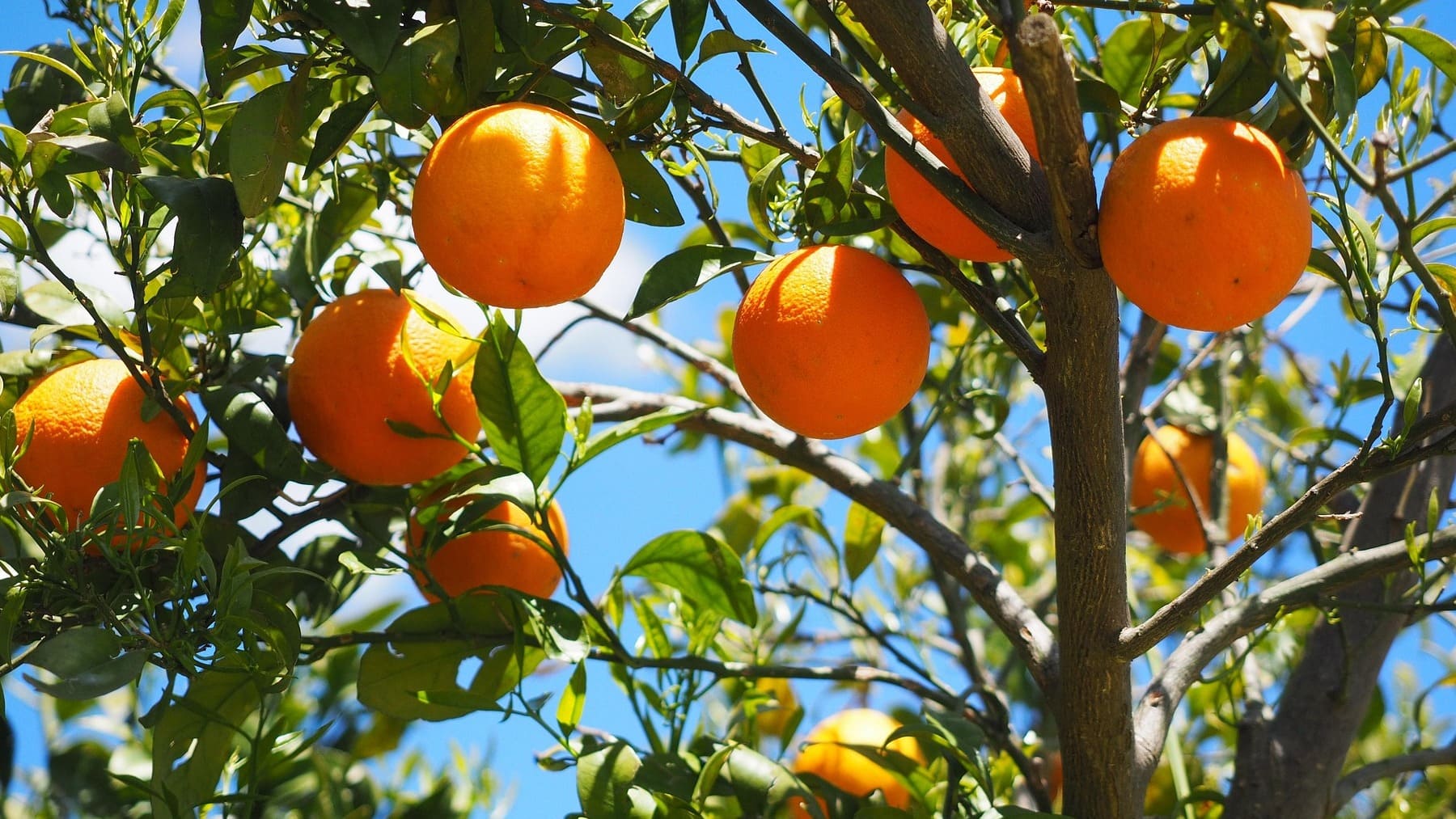 Alerta máxima entre los agricultores valencianos: una plaga agrícola importada está destrozando los cítricos