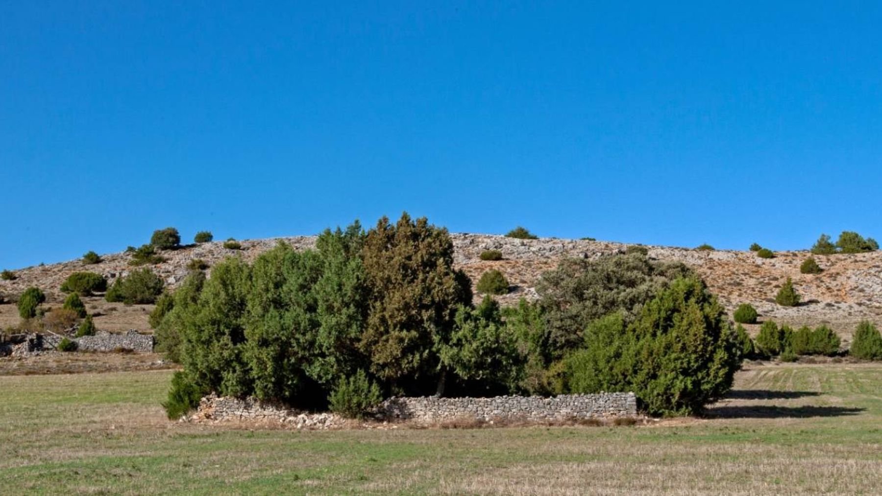 Uno de los bosques más portentosos de España está oculto en Soria, y es el más espeso del mundo en su especie