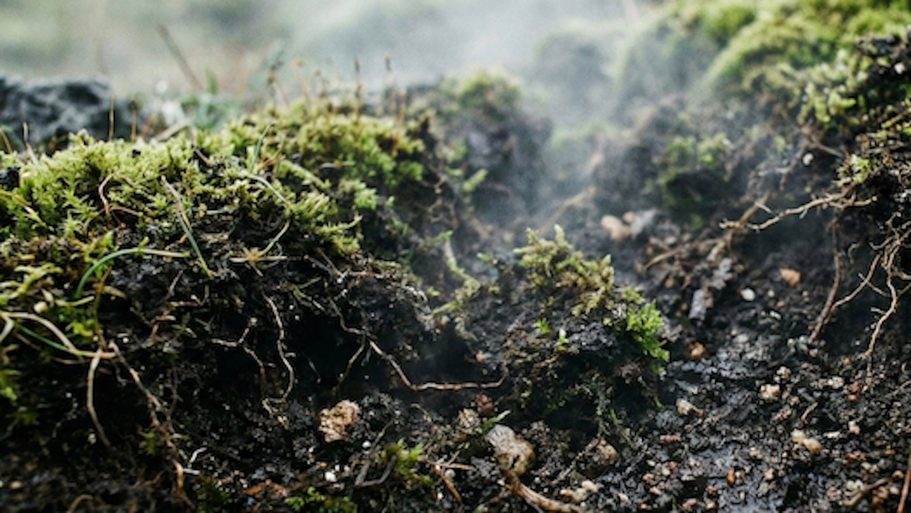 Honda preocupación entre los biólogos: los microbios en Islandia acumulan nitrógeno en cantidades nunca vistas