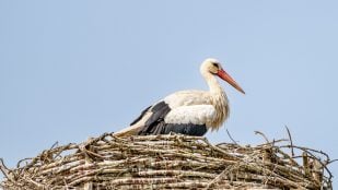 Mejores refranes invernales madrileños, refrán invernal Extremadura, refrán invernal Madrid, refrán de invierno Castilla y León, Refran que predice el frío, refrán de San Blas.