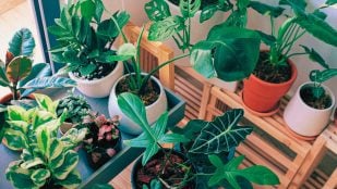 Truco para las plantas