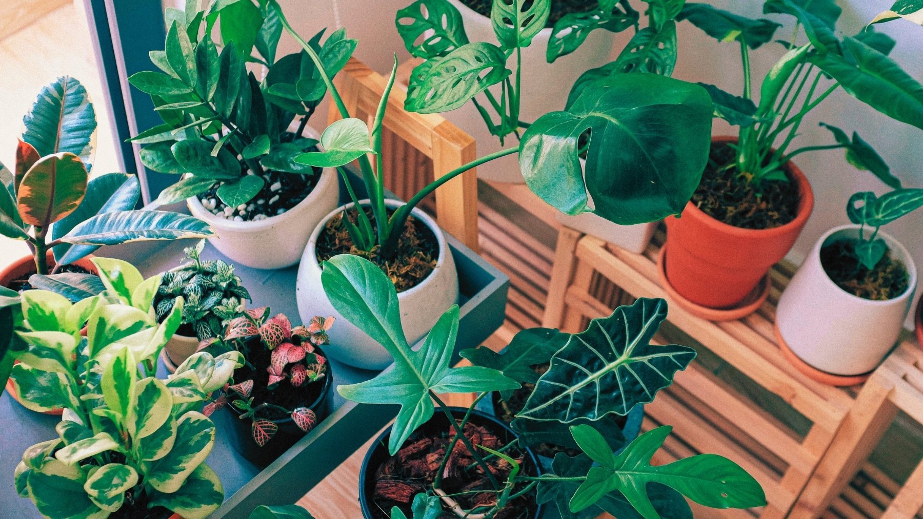 El truco de una experta en jardinería para que tus plantas del balcón no se estropeen: Colgar tapas de mermelada