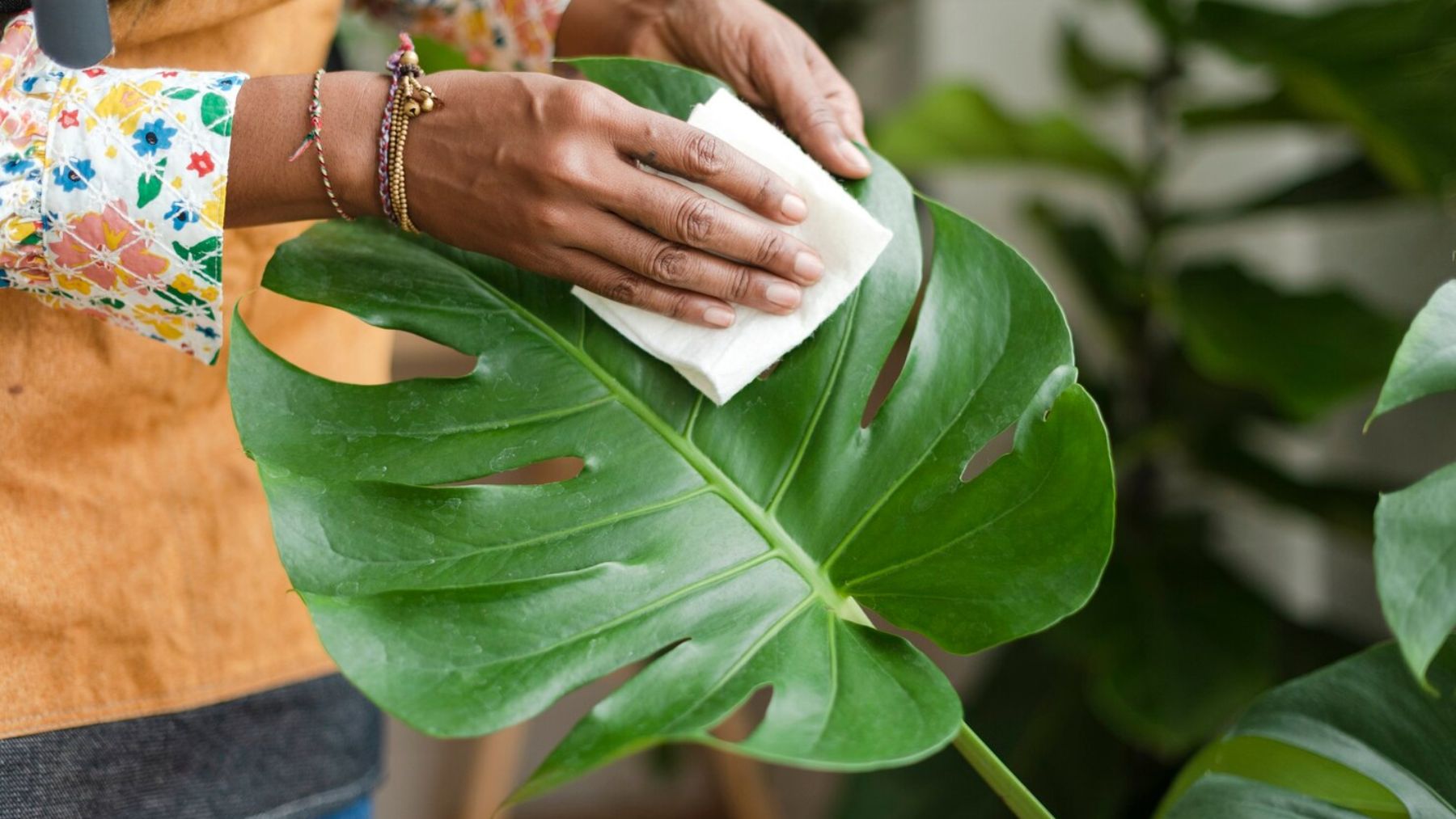 André Alonso, experto en plantas: Si no limpias las hojas en febrero, no te extrañes de que tenga plagas en primavera