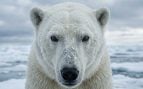 Oso polar, animales, especie, Ártico