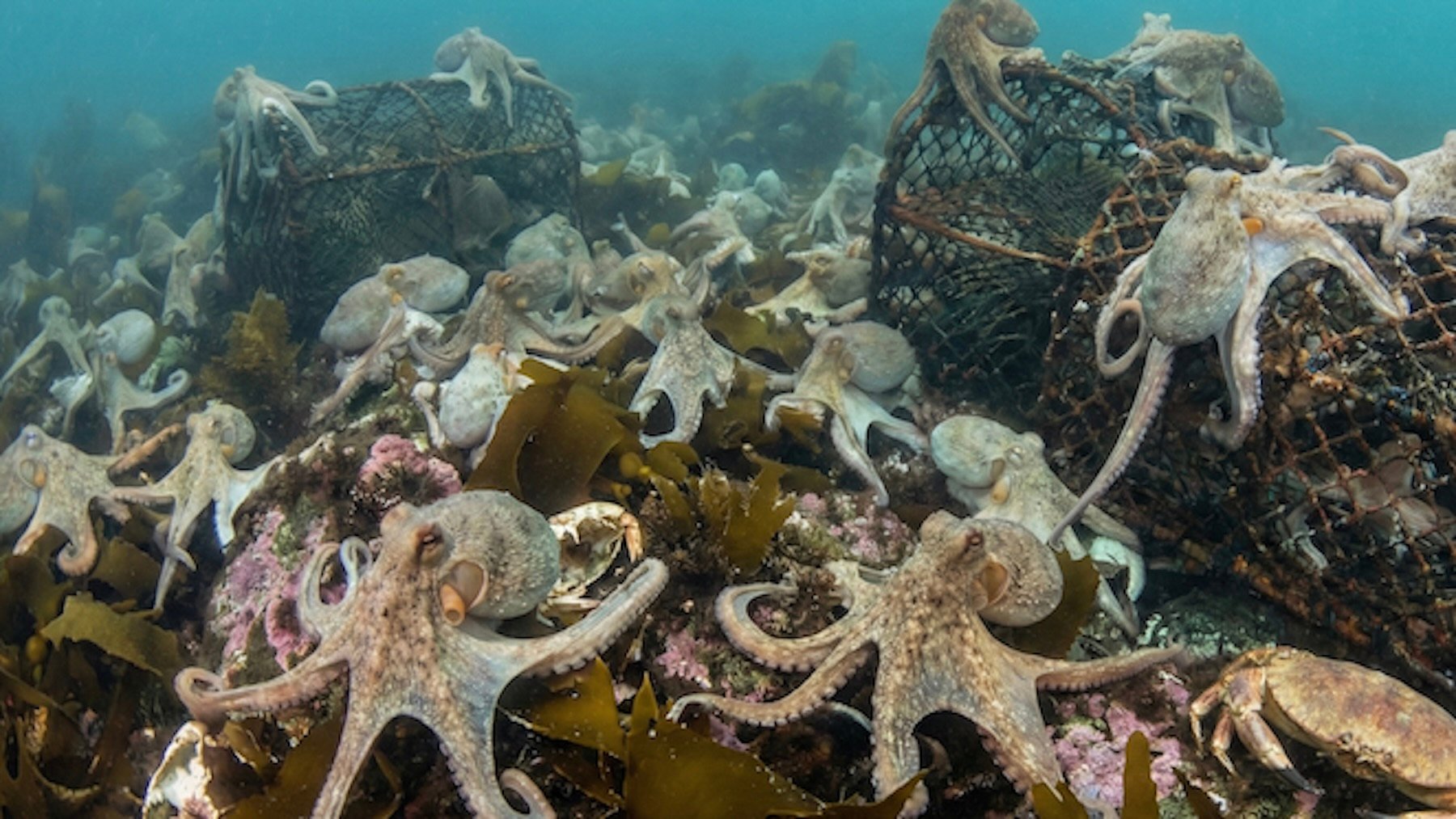 Recreación de unos pulpos en el mar.
