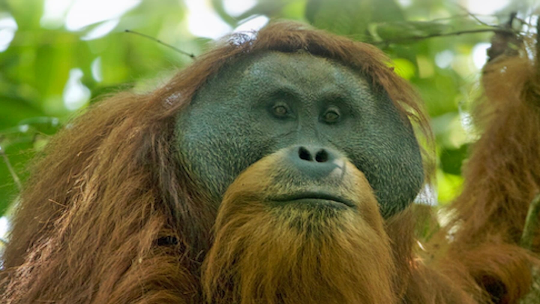 Saltan las alarmas en Indonesia: solo quedan 800 ejemplares de este simio y las lluvias han matado al 10%