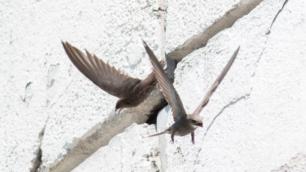 Vencejos en una fachada saliendo de su nido.