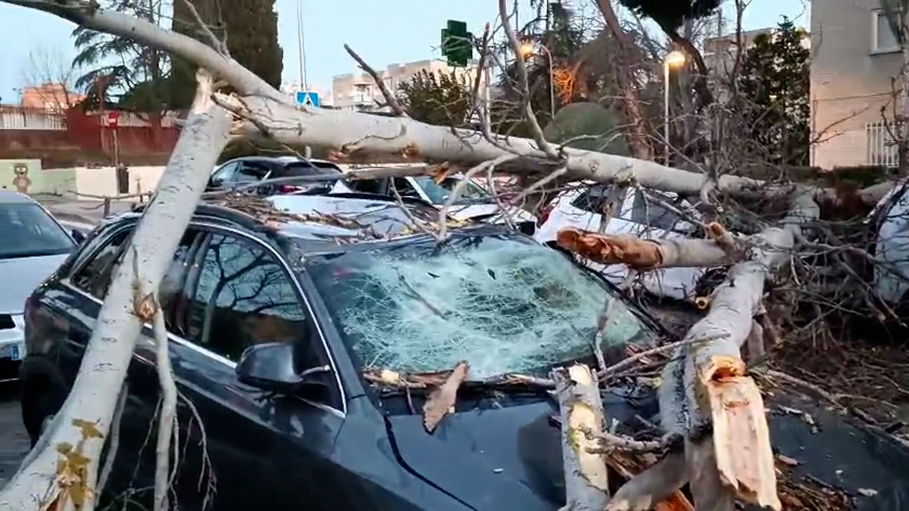 Árboles de gran tamaño destrozan cuatro coches en Madrid y están a punto de provocar una tragedia