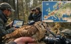 Becadas, GPS, aves, curiosidades, naturaleza