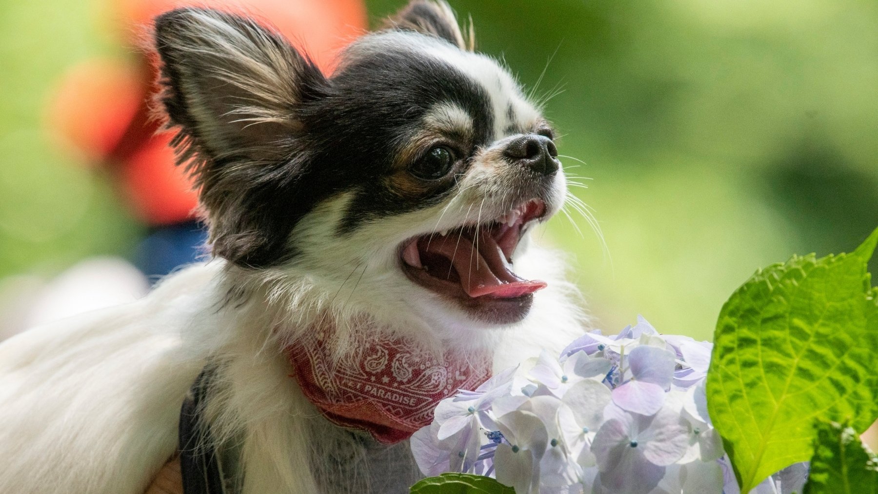Soy veterinaria y ésta es la razón por la que los perros pequeños ladran a los grandes: Supervivencia