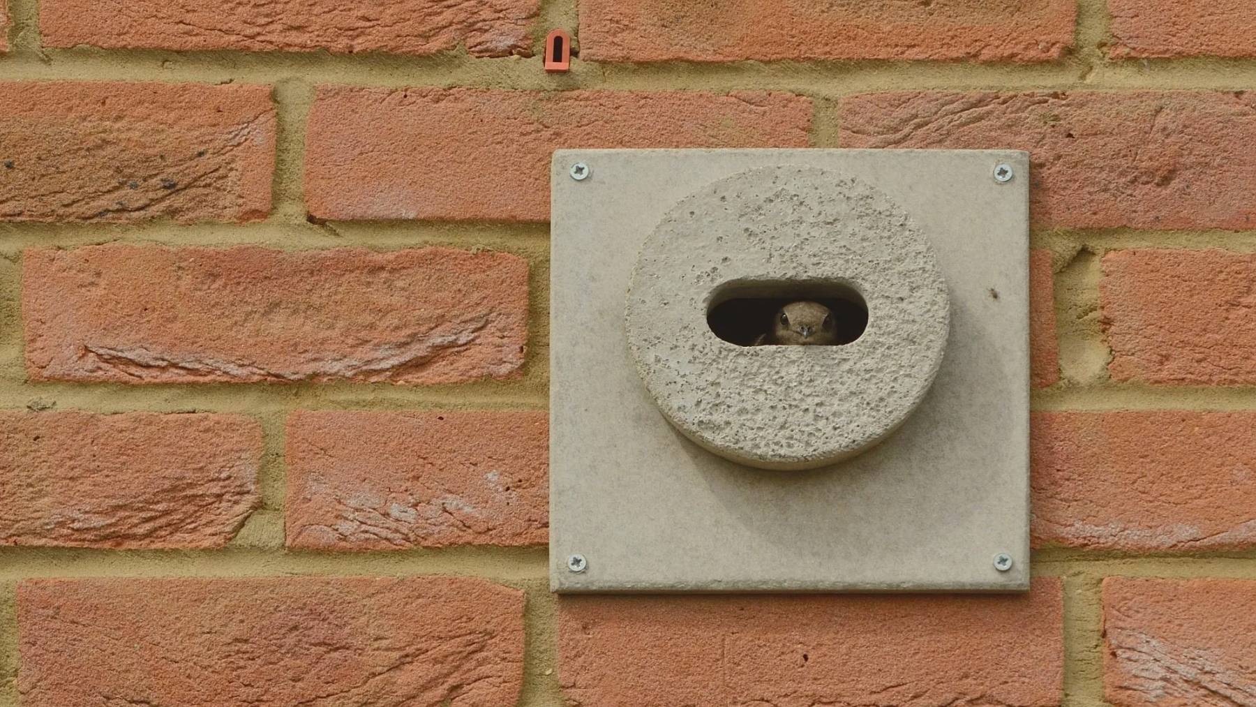 Un vencejo se asoma desde su ladrillo nido en una fachada. (Foto: Ben Andrews, rspb-images.com).