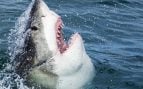 Un tiburón blanco