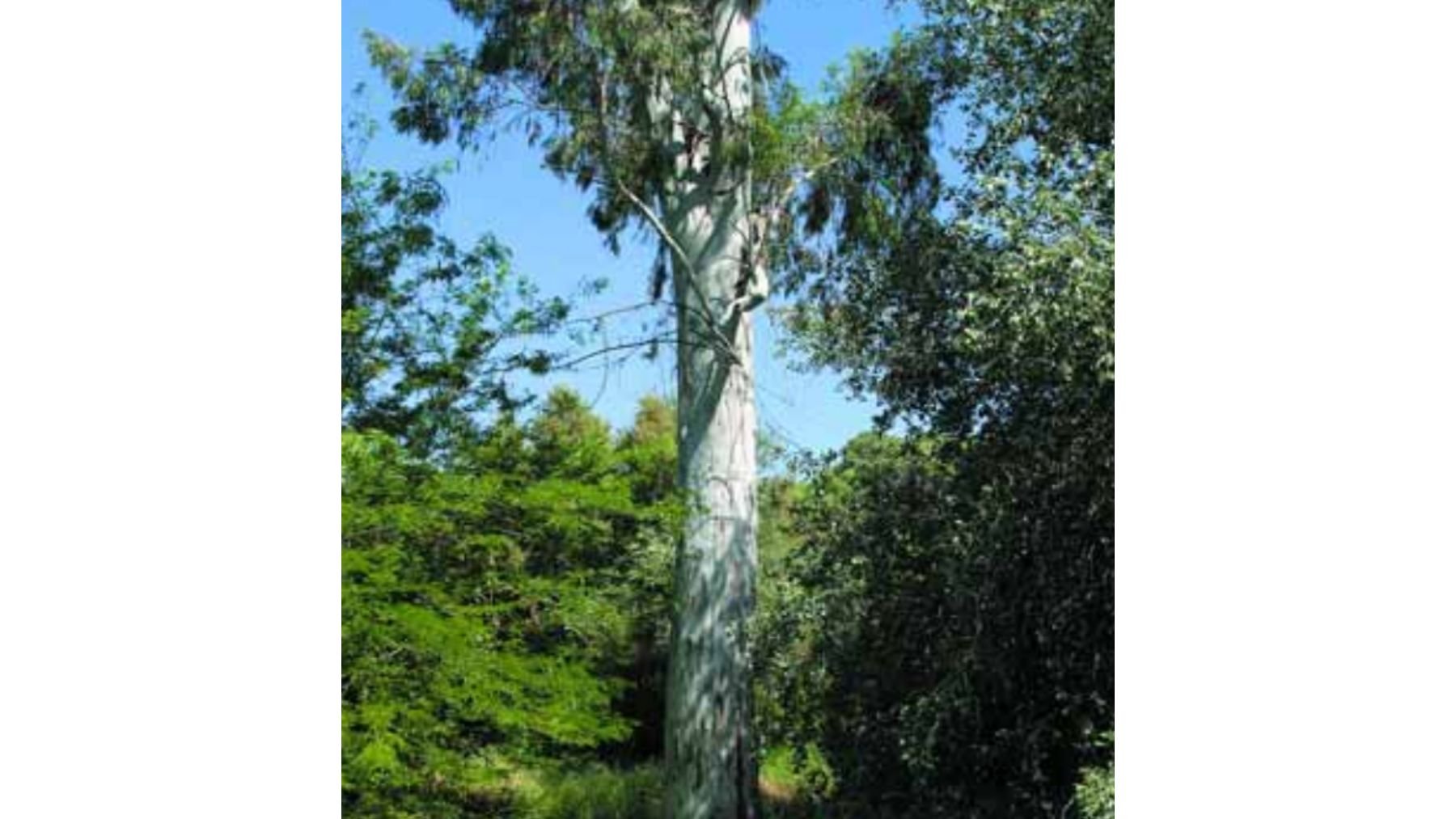 Eucalipto, árboles, Sevilla