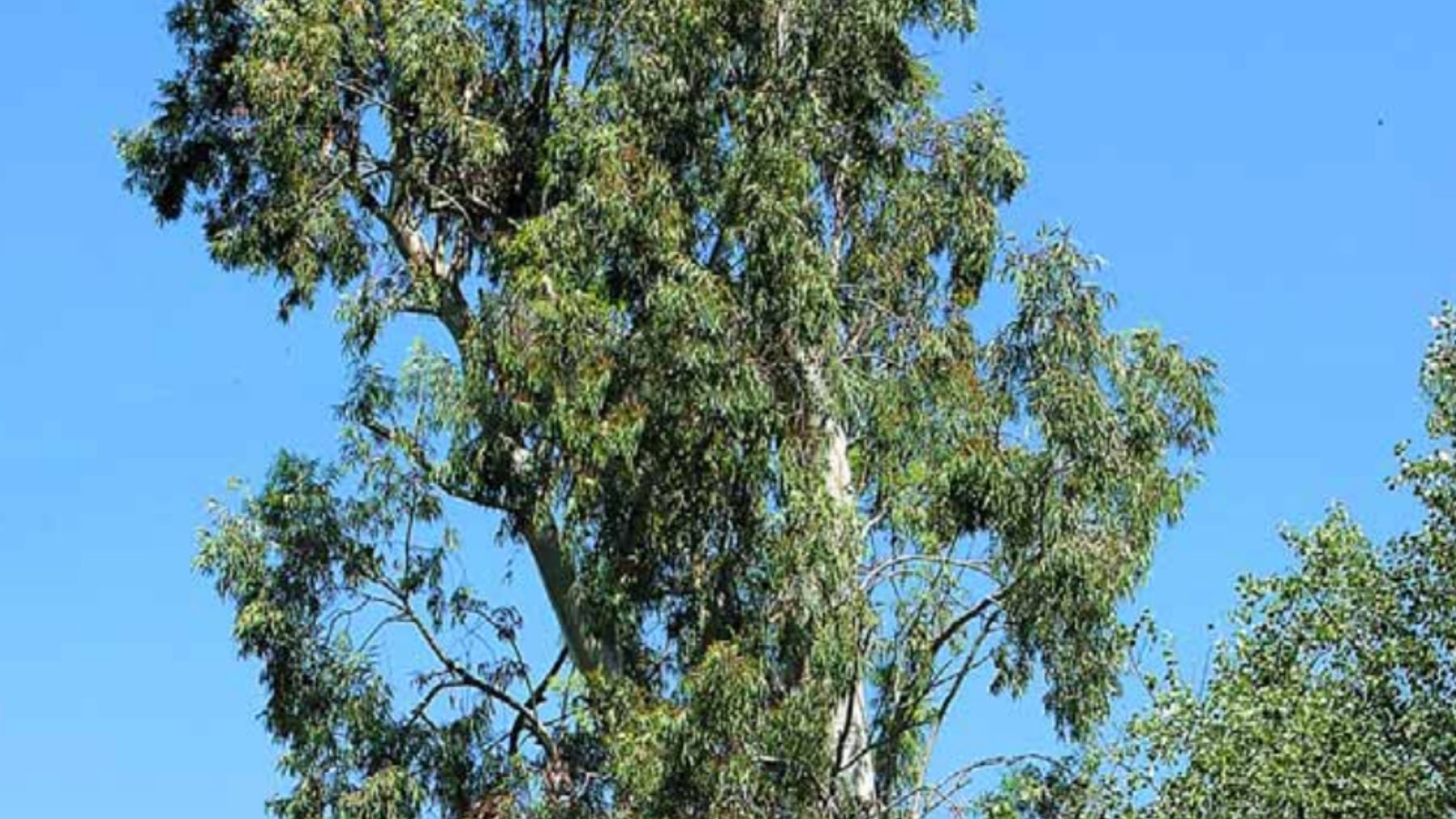 Eucalipto de la Huerta de Malagón. Foto: Árboles y Arboledas Singulares de Andalucía