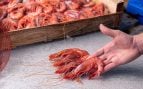 Estos son los productos del mar que nunca han estado tan bien y tan buenos en Baleares
