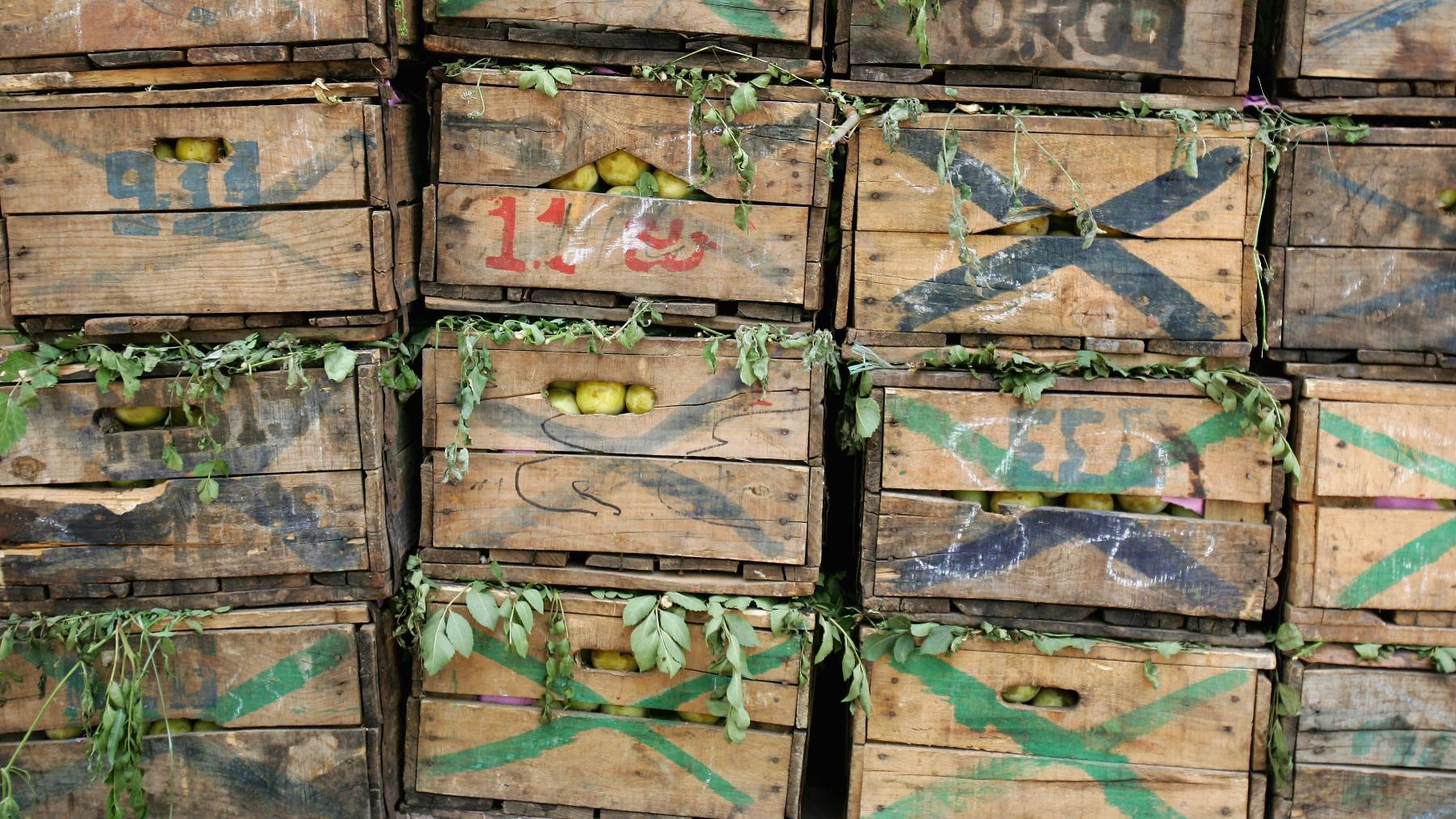 Alerta alimentaria: detectan hortalizas de Marruecos con pesticidas prohibidos en España