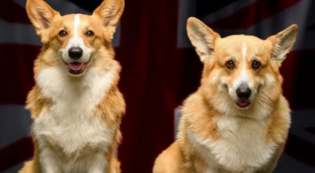 reina isabel, perros reina isabel, 