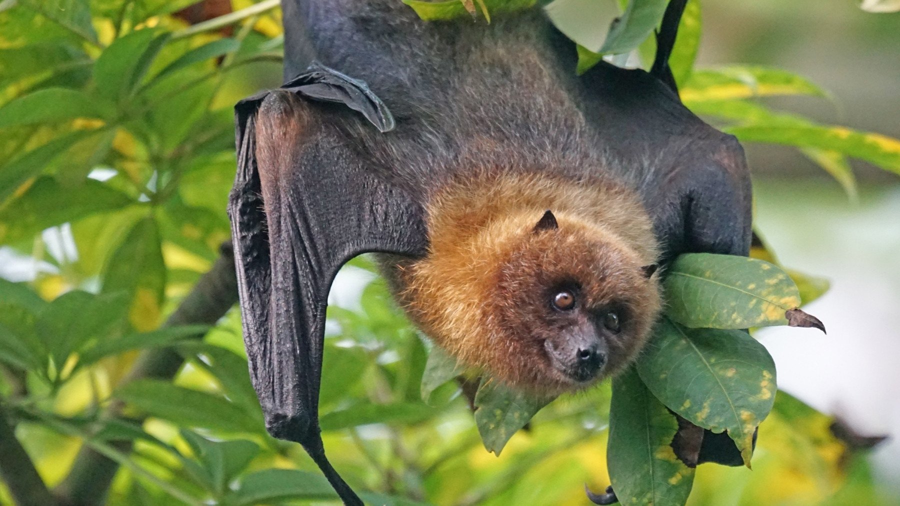 Parece una locura pero la ciencia lo avala: los murciélagos toman Madrid y es una buena noticia