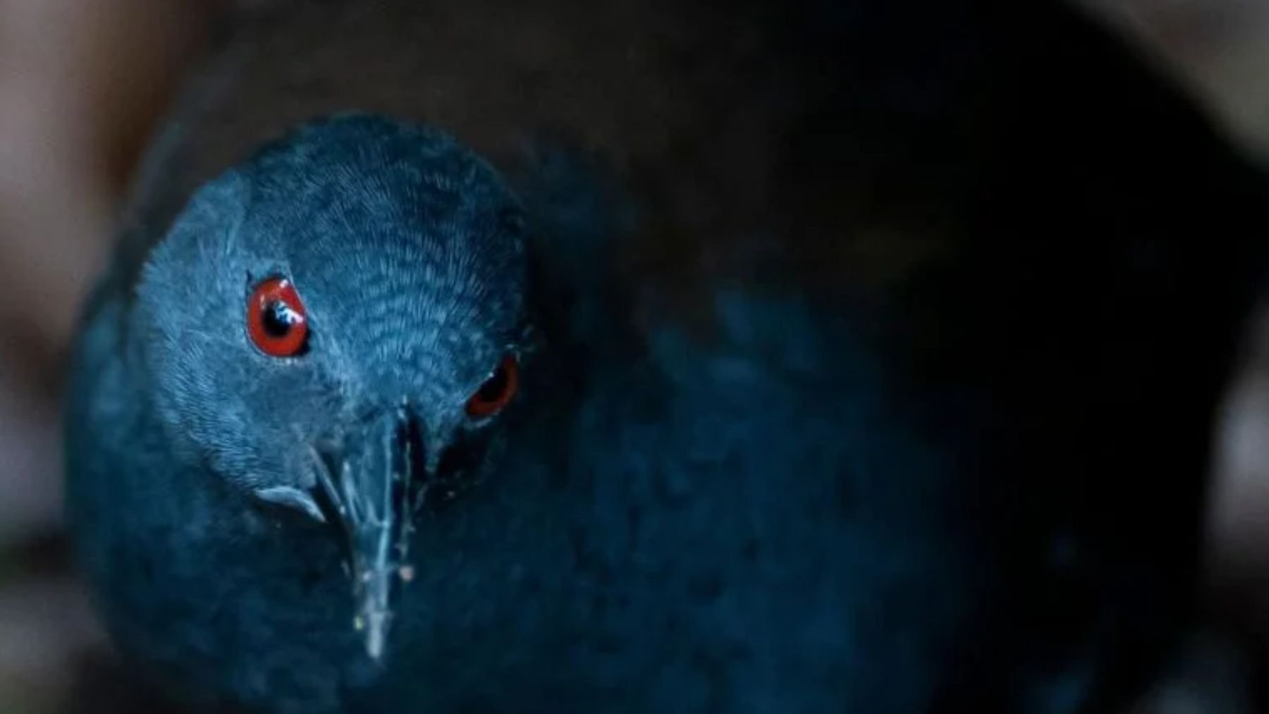 La zoología mundial brinda por un bombazo colosal: reaparece un ave que no se había visto en los últimos 191 años