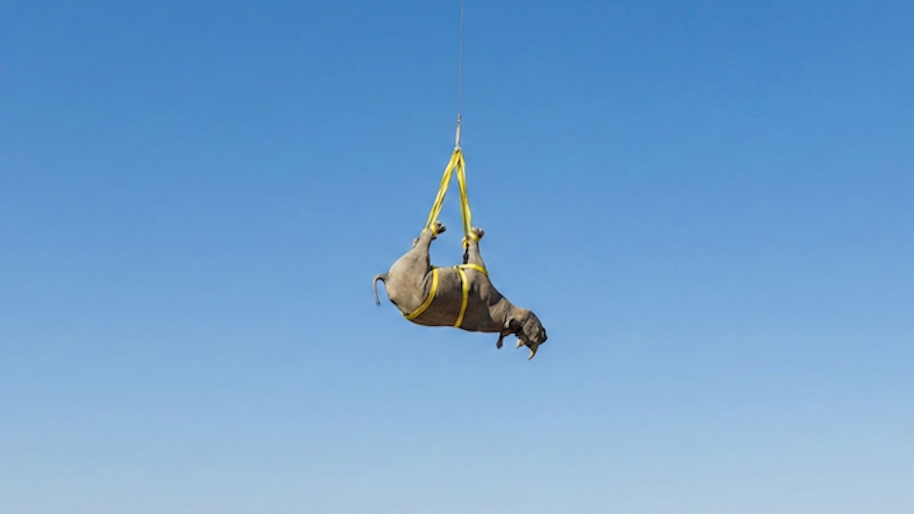 Suena muy cruel, pero la ciencia lo avala: cuelgan a los rinocerontes de los pies para salvarlos de los cazadores