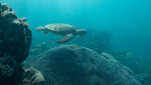 Tortuga en Australia