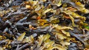 Algas marinas pueden ser claves para crear sistemas de energía solar, fotosíntesis alga marina y energía solar, medioambiente y algas marinas.