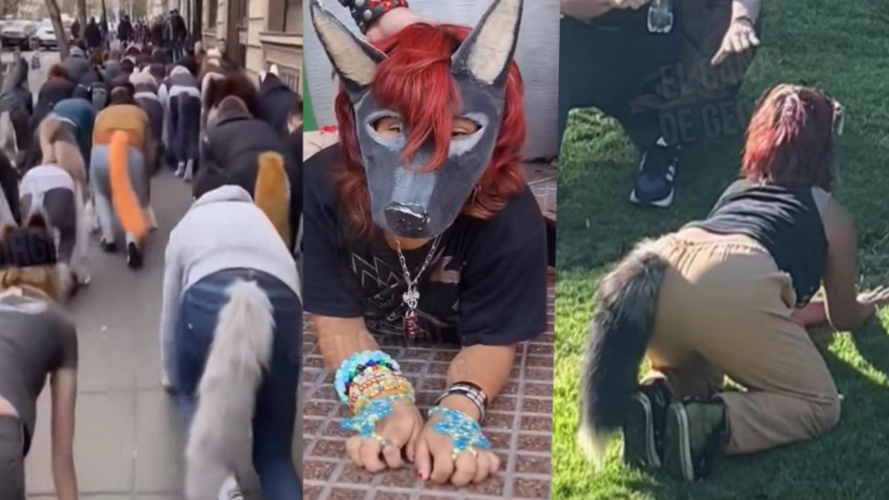 La tendencia de andar como perros en las calles: lo que la salud mental revela sobre los ‘therians’