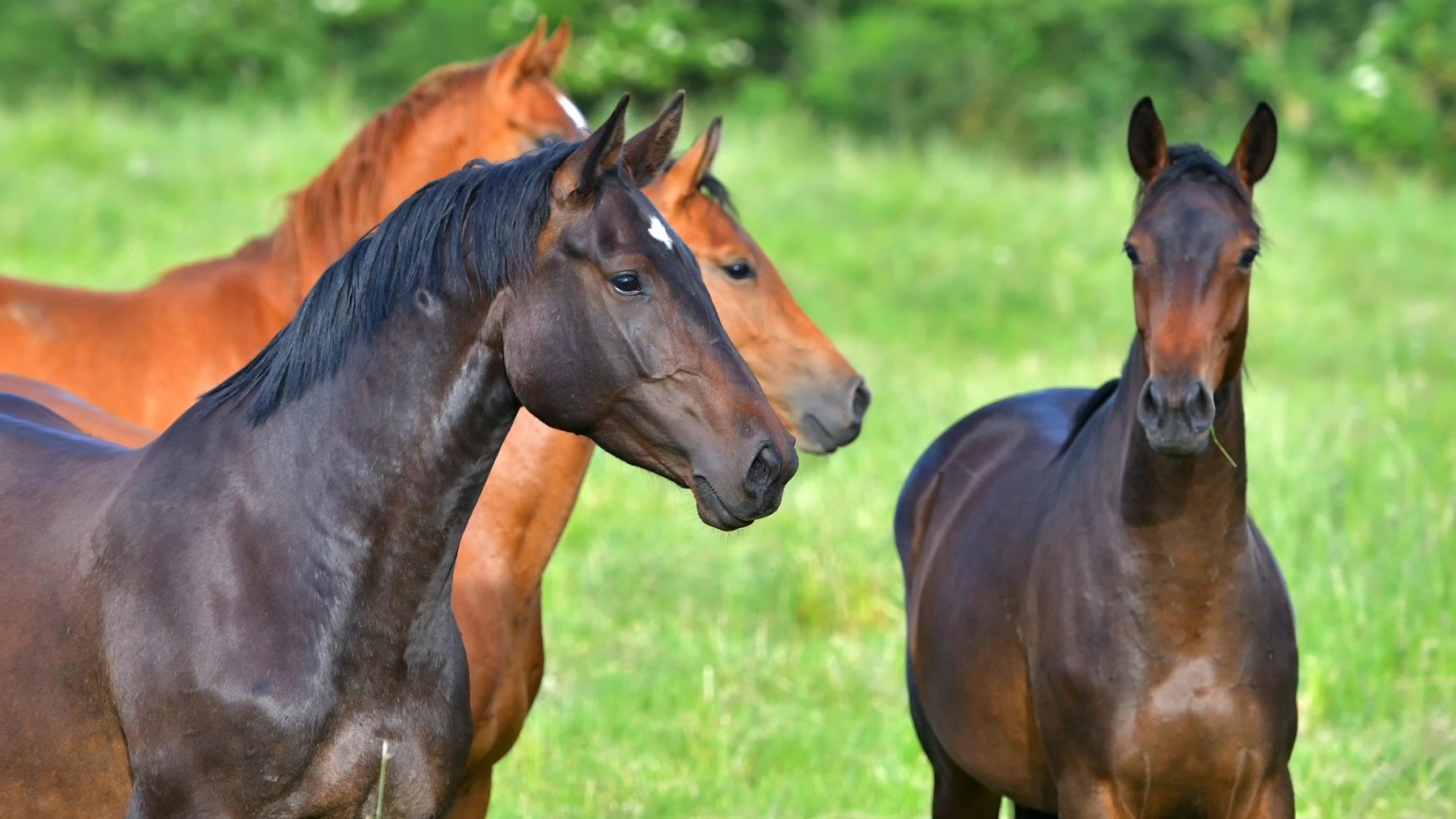 Italia prohibirá la carne de caballo al considerarlo animal de compañía: España mantiene su consumo