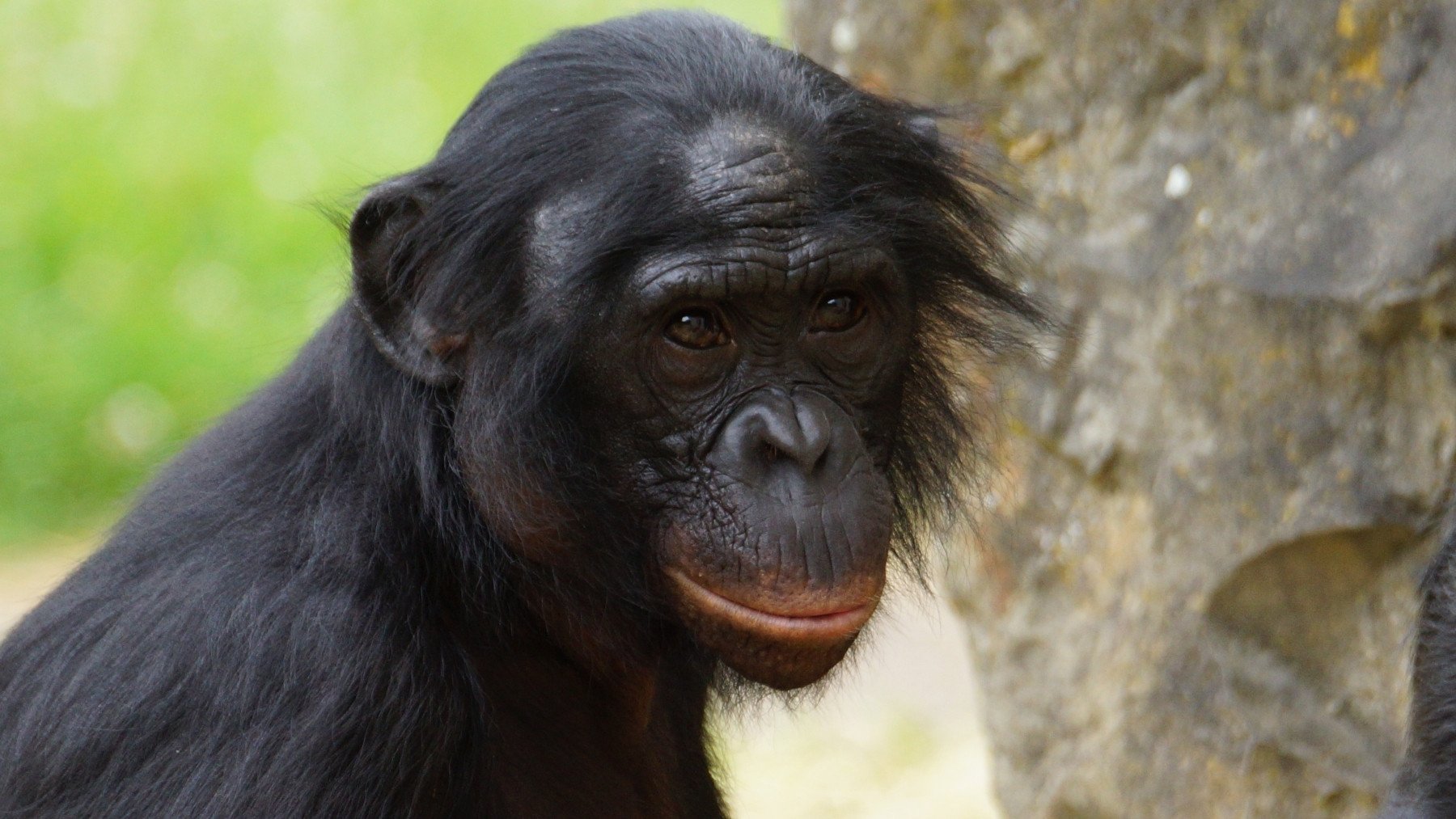 Investigadores se toman un té con un simio y el resultado reescribe la teoría de la mente humana