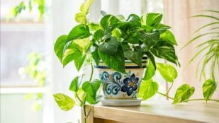 plantas interior NASA