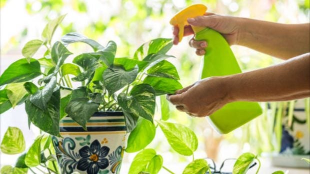 plantas interior NASA