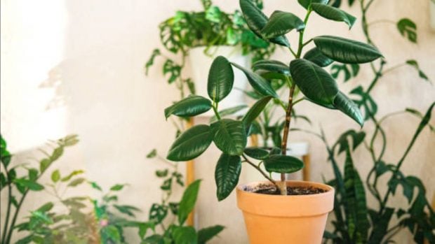 plantas interior NASA