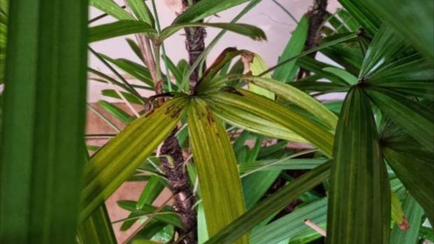 plantas interior NASA