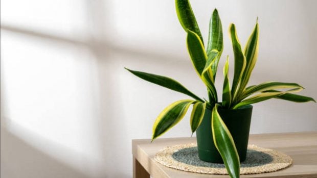 plantas interior NASA